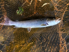 イトウの釣果