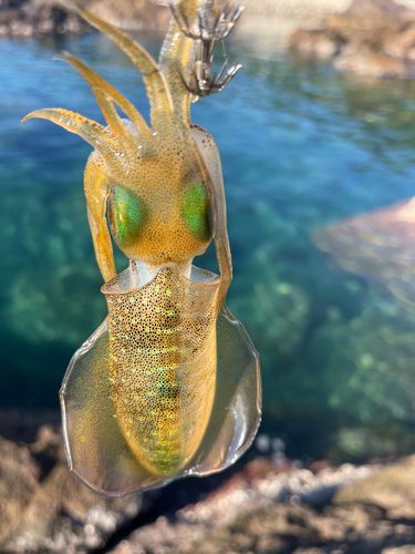 アオリイカの釣果