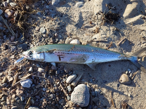 サゴシの釣果