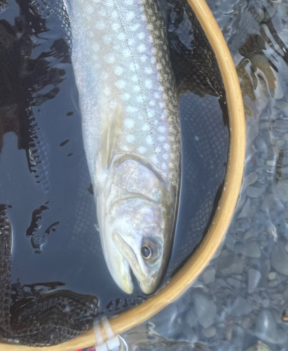 アメマスの釣果