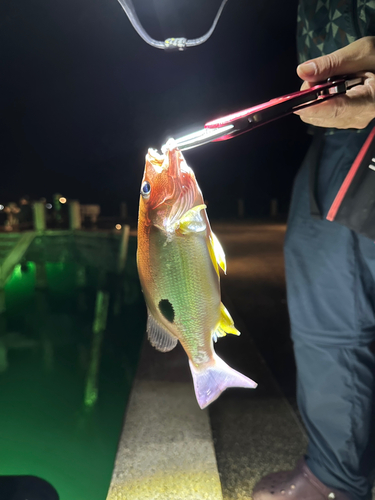 クロホシフエダイの釣果