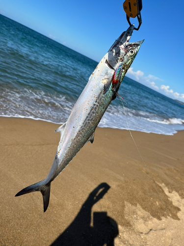 サゴシの釣果