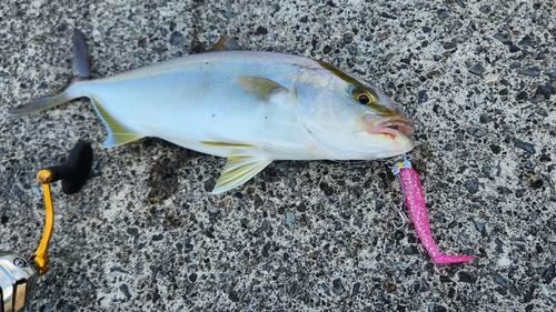 カンパチの釣果