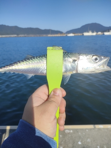 サバの釣果