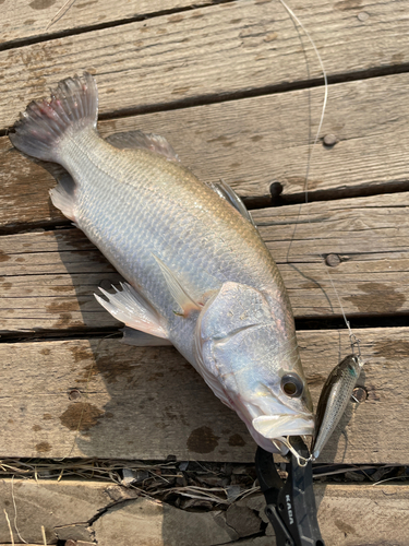 バラマンディの釣果