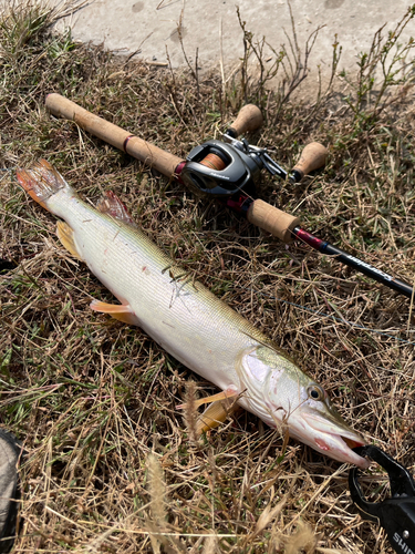 ノーザンパイクの釣果