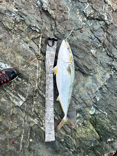 ハマチの釣果