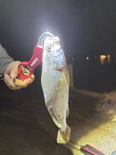 ニベの釣果