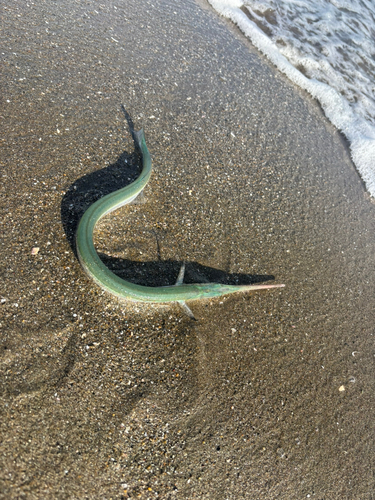 ダツの釣果