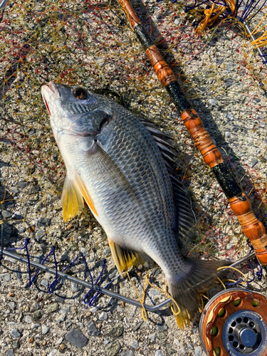 キビレの釣果