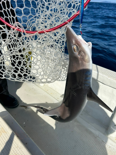 サメの釣果