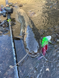 ナマズの釣果