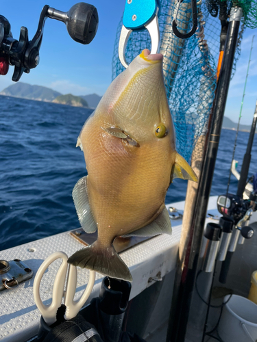 メガネハギの釣果