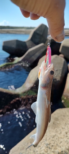 エソの釣果