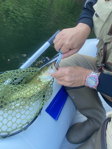 ブラックバスの釣果