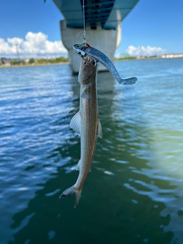 エソの釣果