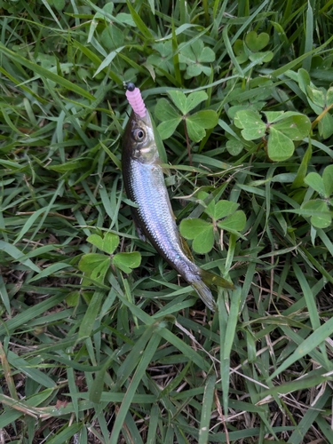 カワムツの釣果