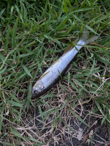 カワムツの釣果