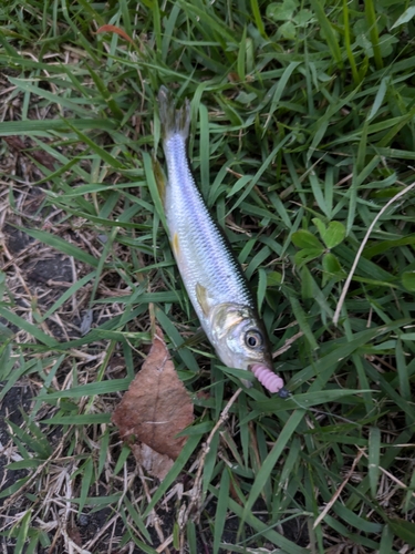 カワムツの釣果