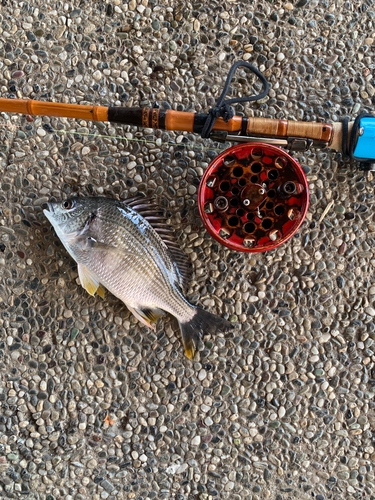 キビレの釣果