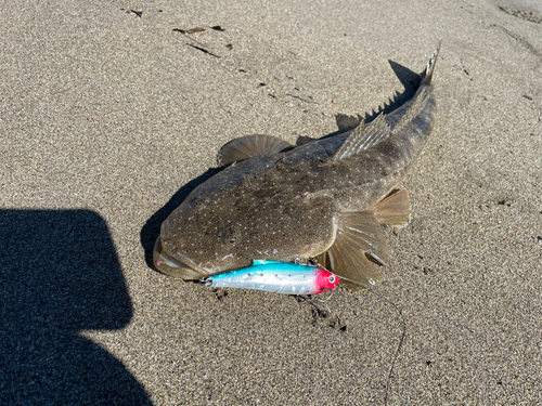 マゴチの釣果