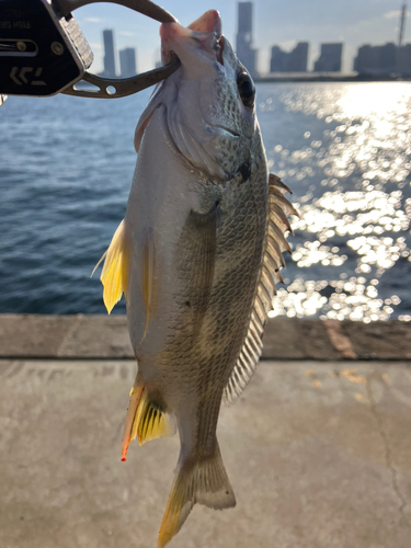 キビレの釣果