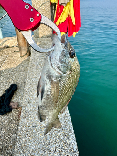 ナンヨウチヌの釣果