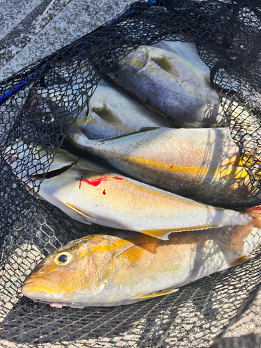 カンパチの釣果