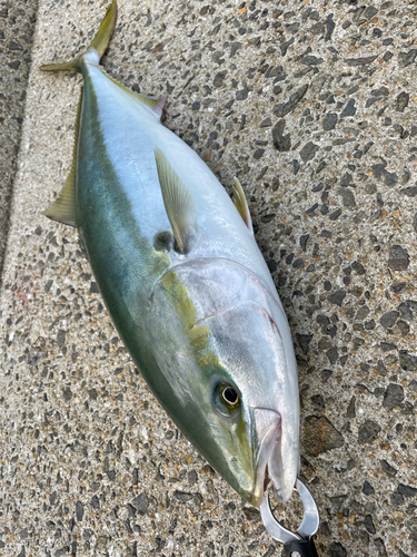 ヤズの釣果