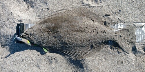 ヒラメの釣果