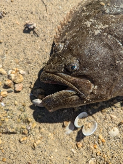 ヒラメの釣果