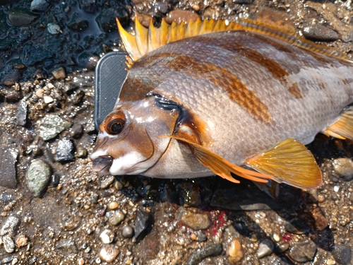 タカノハダイの釣果