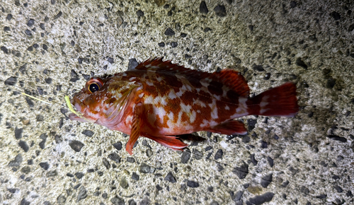 カサゴの釣果