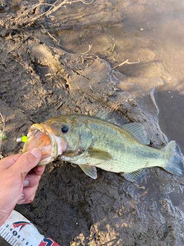 ラージマウスバスの釣果