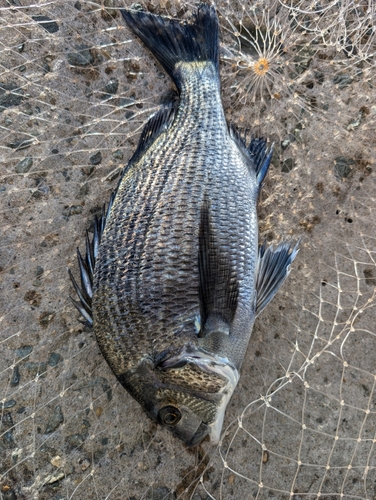 クロダイの釣果