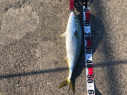 イナダの釣果