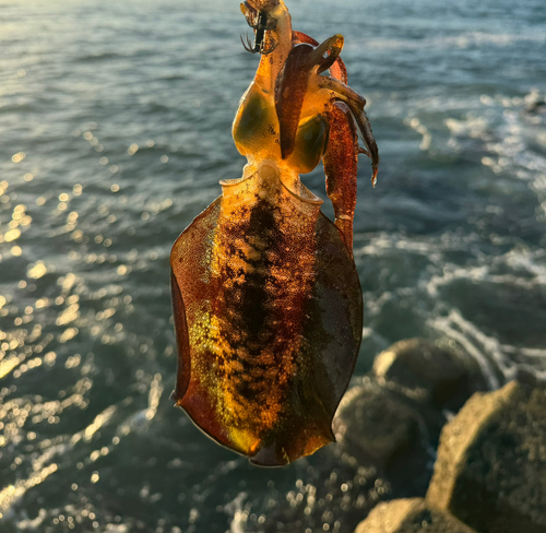 アオリイカの釣果