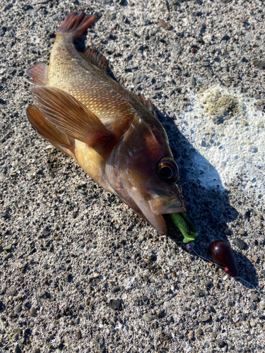 アイナメの釣果