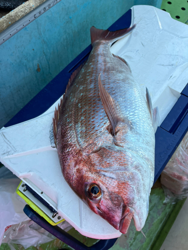 マダイの釣果