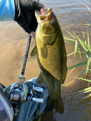 スモールマウスバスの釣果