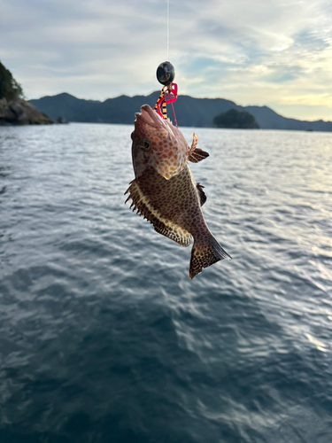 オオモンハタの釣果