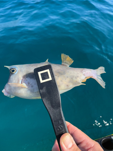 ウミスズメの釣果