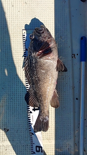 クロソイの釣果