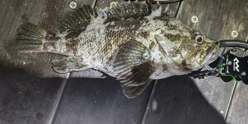 クロソイの釣果