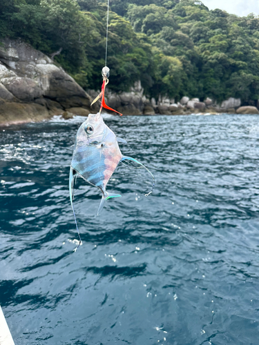 イトヒキアジの釣果