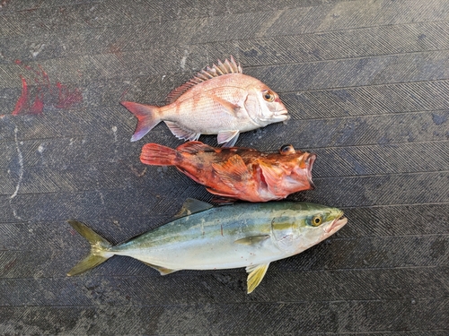 マダイの釣果