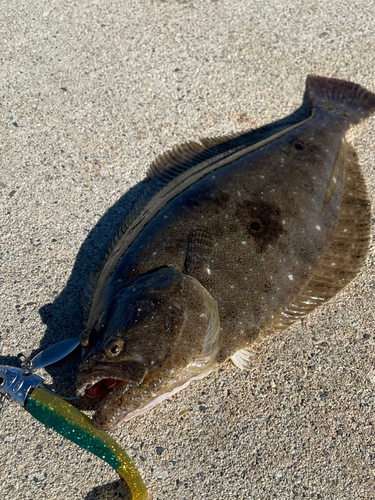 ソゲの釣果