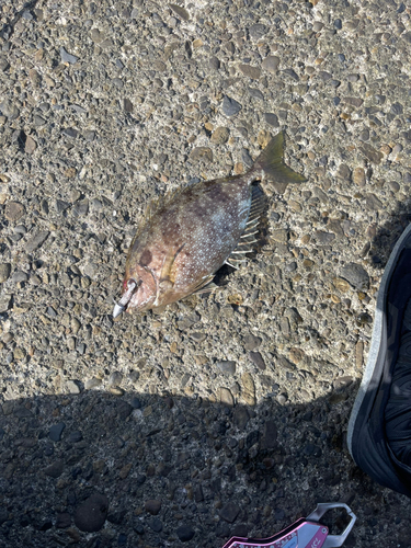 アイゴの釣果