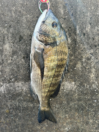 チヌの釣果