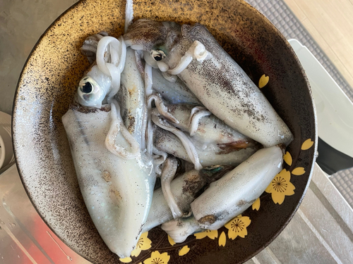 アオリイカの釣果